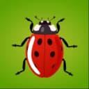 Bugs Bang